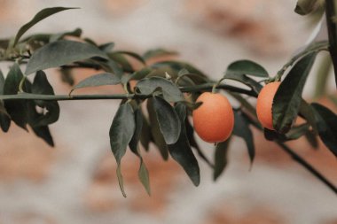 Yeşil çevre ve yeşil bitkiler