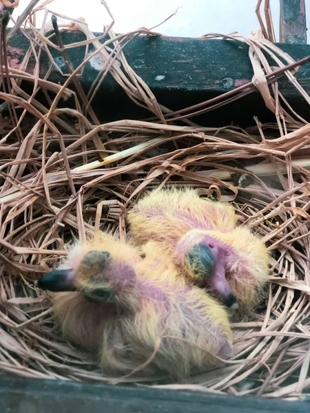 Pássaros Bebés Ninho — Fotografia de Stock