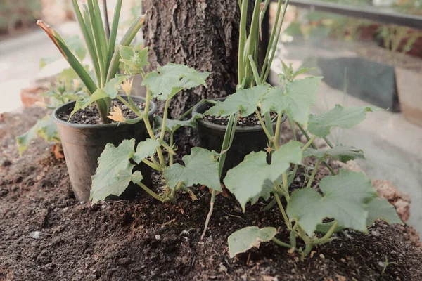 Yeşil çevre ve yeşil bitkiler