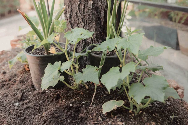 Yeşil çevre ve yeşil bitkiler