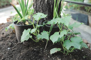 Yeşil çevre ve yeşil bitkiler