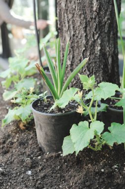 Yeşil çevre ve yeşil bitkiler