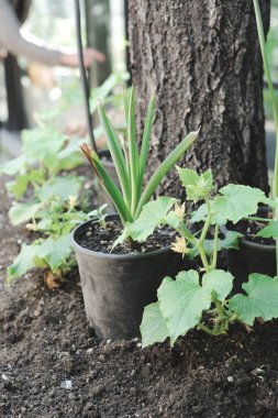 Yeşil çevre ve yeşil bitkiler