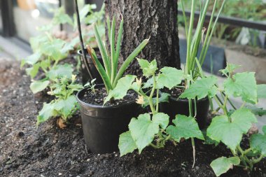 Yeşil çevre ve yeşil bitkiler