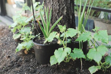 Yeşil çevre ve yeşil bitkiler