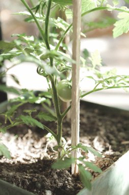 Yeşil çevre ve yeşil bitkiler