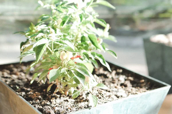 Ambiente Verde Plantas Verdes — Fotografia de Stock