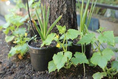 Yeşil çevre ve yeşil bitkiler