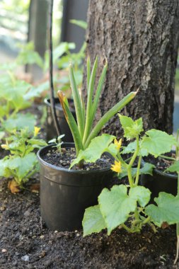 Yeşil çevre ve yeşil bitkiler