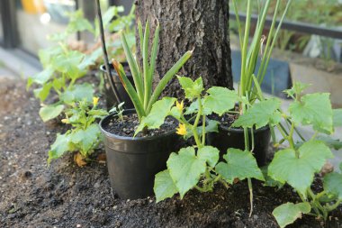 Yeşil çevre ve yeşil bitkiler
