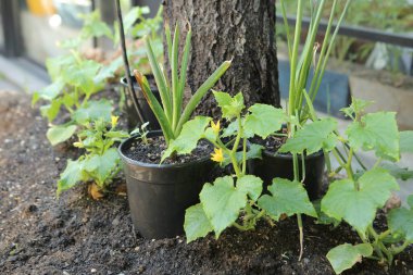 Yeşil çevre ve yeşil bitkiler