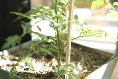 Yeşil çevre ve yeşil bitkiler