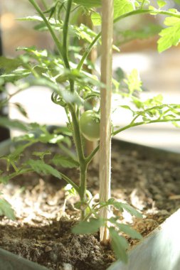 Yeşil çevre ve yeşil bitkiler