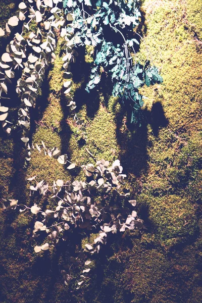 Πράσινα Φυτά Στον Τραχύ Τοίχο — Φωτογραφία Αρχείου