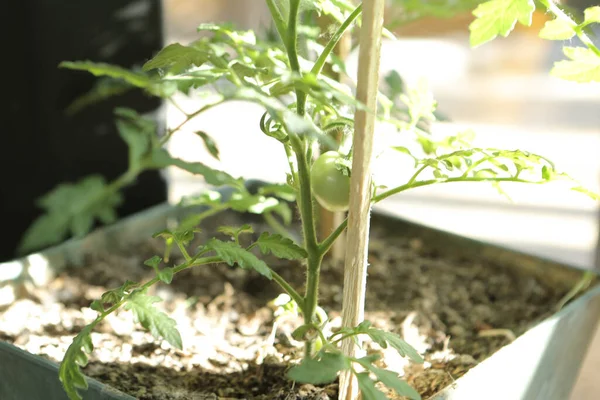 Green Environment Green Plants — Stock Photo, Image