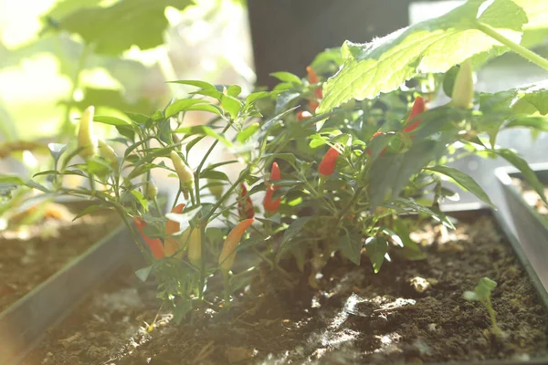 Ambiente Verde Plantas Verdes — Fotografia de Stock