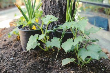 Yeşil çevre ve yeşil bitkiler