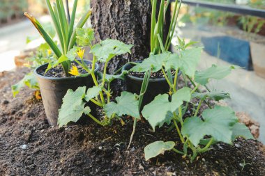 Yeşil çevre ve yeşil bitkiler