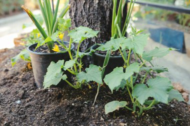 Yeşil çevre ve yeşil bitkiler