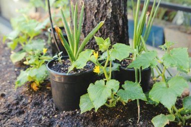 Yeşil çevre ve yeşil bitkiler