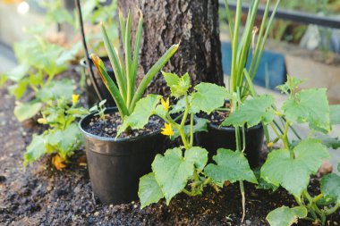 Yeşil çevre ve yeşil bitkiler