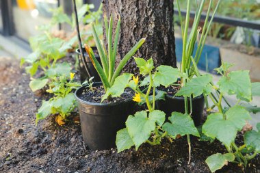 Yeşil çevre ve yeşil bitkiler