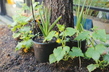 Yeşil çevre ve yeşil bitkiler