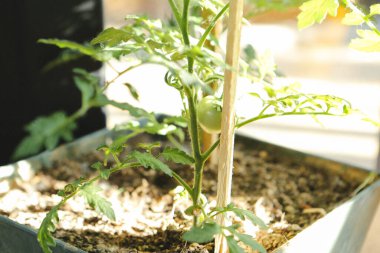 Yeşil çevre ve yeşil bitkiler