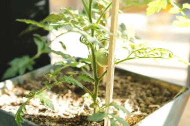 Yeşil çevre ve yeşil bitkiler