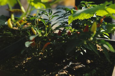 Yeşil çevre ve yeşil bitkiler