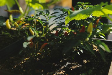 Yeşil çevre ve yeşil bitkiler