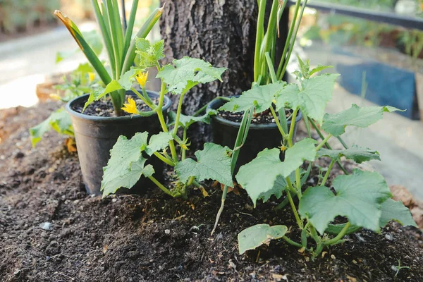 Yeşil çevre ve yeşil bitkiler