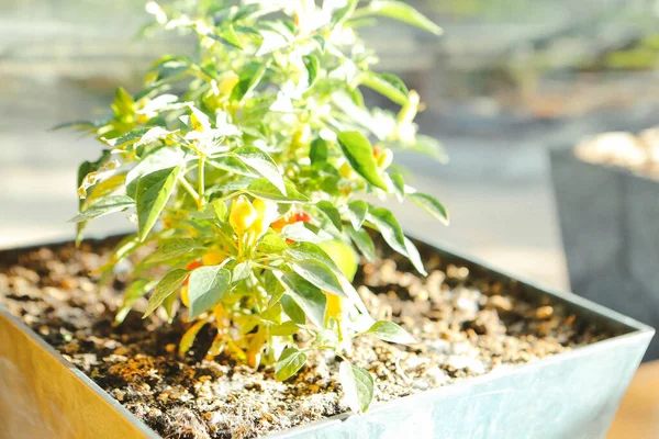 Ambiente Verde Plantas Verdes — Fotografia de Stock