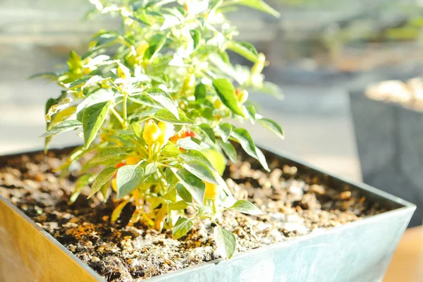 Ambiente Verde Plantas Verdes — Fotografia de Stock