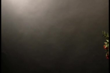 Kokina kırmızı çiçek siyah arkaplan