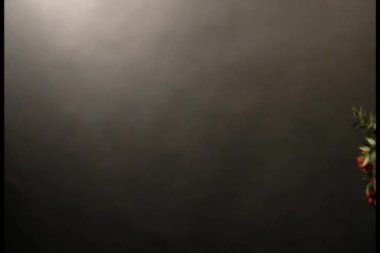 Kokina kırmızı çiçek siyah arkaplan