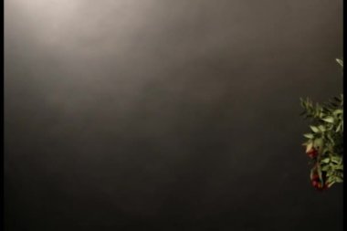 Kokina kırmızı çiçek siyah arkaplan