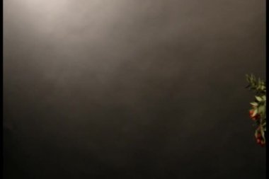 Kokina kırmızı çiçek siyah arkaplan