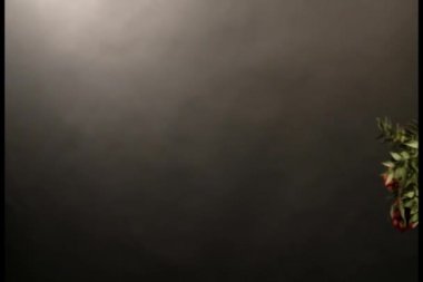 Kokina kırmızı çiçek siyah arkaplan