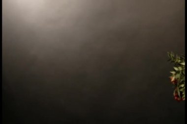 Kokina kırmızı çiçek siyah arkaplan