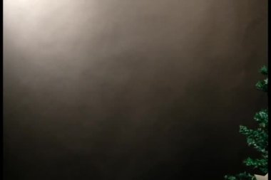 Çam Noel ağacı hediyesi.