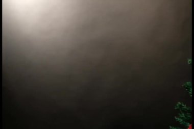 Çam Noel ağacı hediyesi.