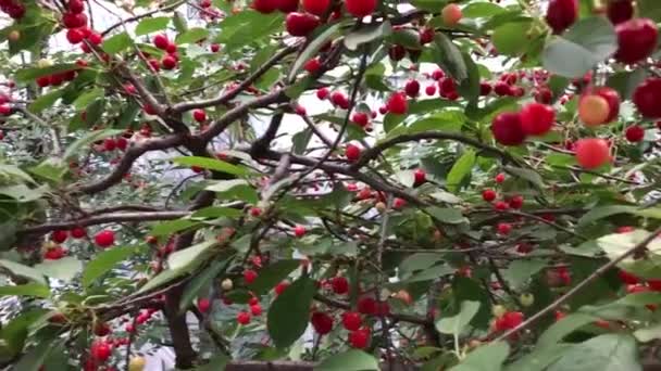 Hermosa Escena Una Cereza Cerezo — Vídeos de Stock
