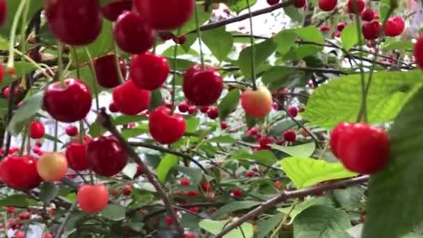 Hermosa Escena Una Cereza Cerezo — Vídeos de Stock