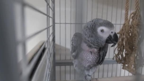 Schöner Papagei Käfig — Stockvideo