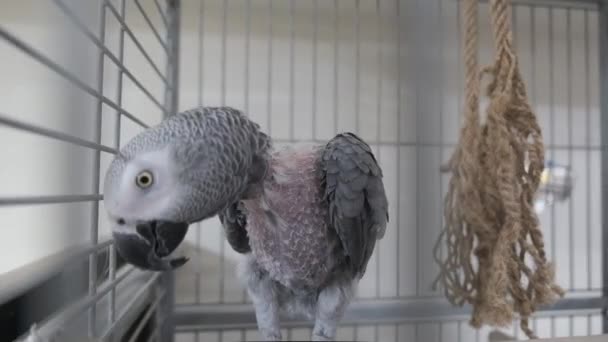 아름다운 앵무새 — 비디오