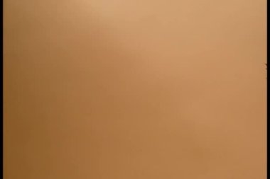 taze kokina kırmızı çiçek