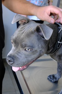 Tatlı hasta köpek veterineri bekliyor.