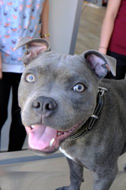 Tatlı hasta köpek veterineri bekliyor.