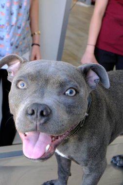 Tatlı hasta köpek veterineri bekliyor.